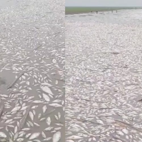 Desastre ambiental: milhares de peixes são encontrados mortos em lago no Pará