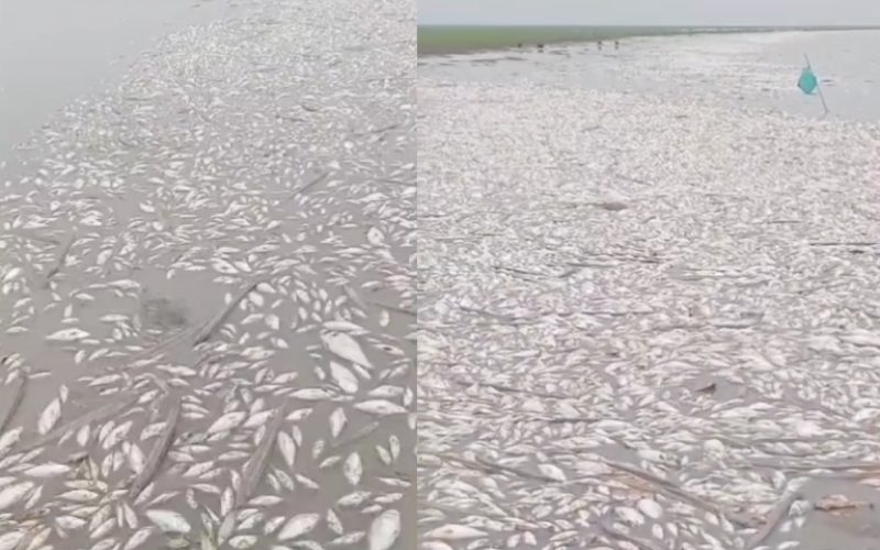 Desastre ambiental: milhares de peixes são encontrados mortos em lago no Pará